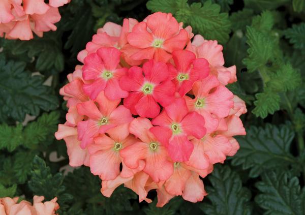 Verbena, Lanai Peach