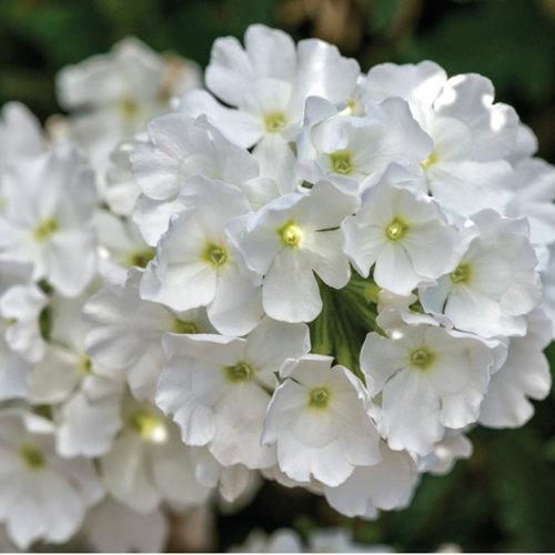 Verbena, Lanai White