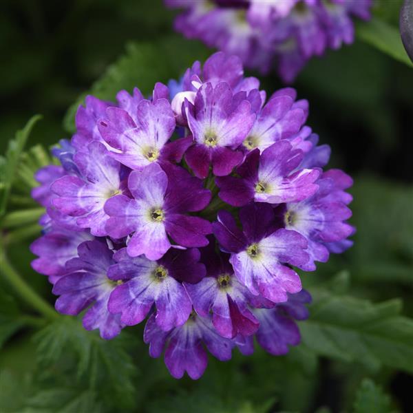 Verbena, Lascar Blue & White