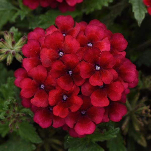 Verbena, Lascar Vampire Red 