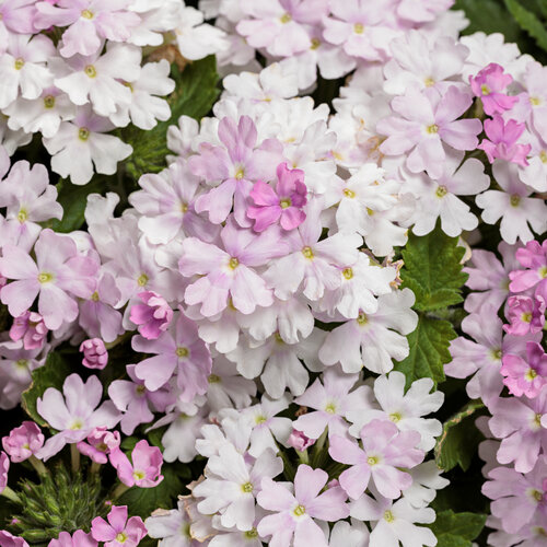 Verbena, Superbena Pink Cashmere