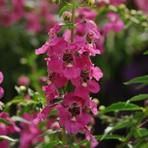 Angelonia, Archangel Raspberry