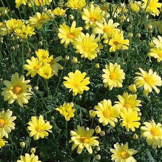 Argyranthemum, Beauty Yellow