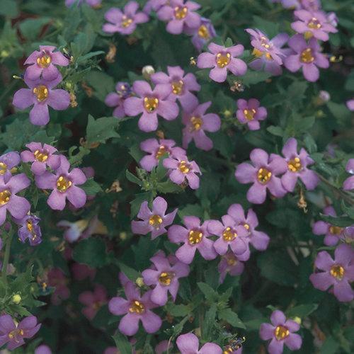 Bacopa, Betty Blue