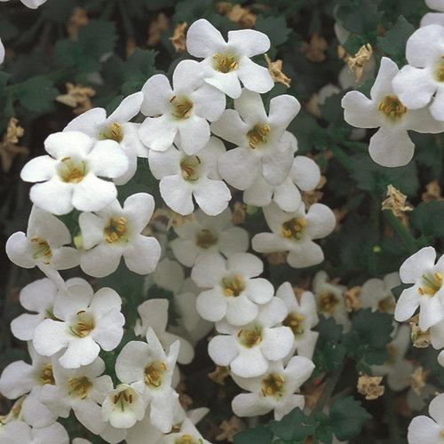 Bacopa, Betty White