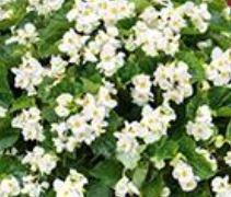 Begonia, Big White Green Leaf