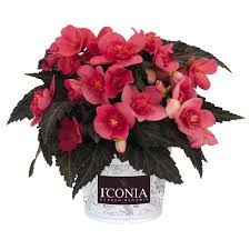 Begonia, I'conia First Kiss