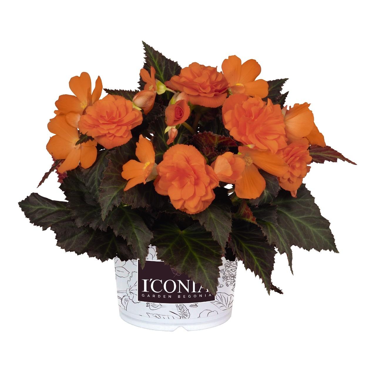 Begonia, I'conia Portofino Hot Orange