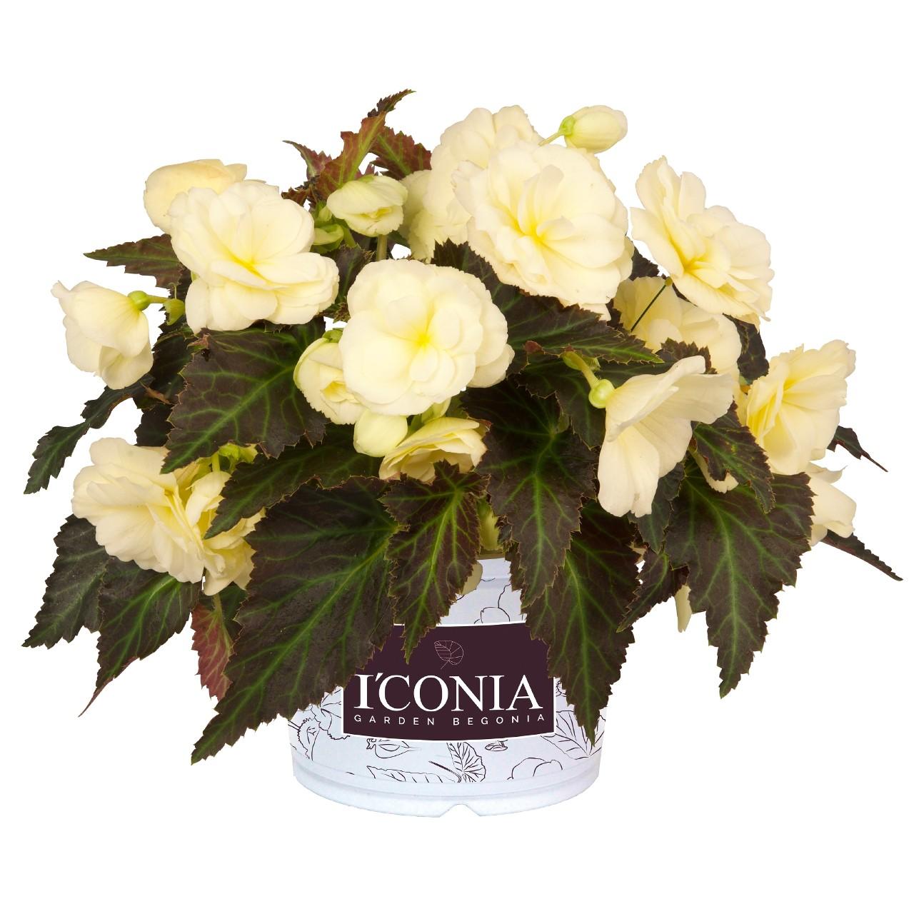 Begonia, I'conia Tweetie Pie