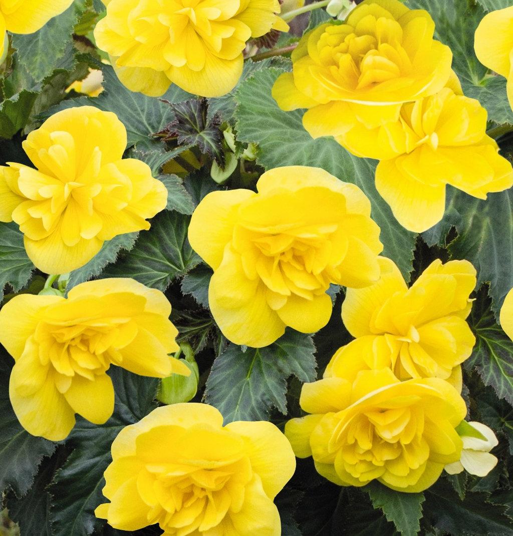 Begonia, Non-Stop Joy Yellow