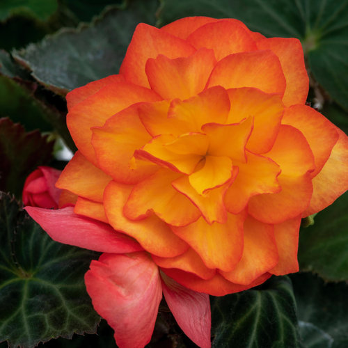 Begonia, Nonstop Fire