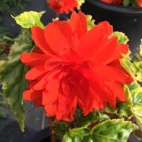 Begonia, Non-Stop Joy Orange