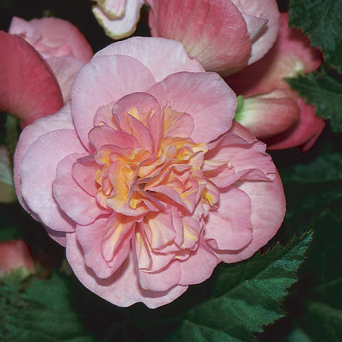 Begonia, Nonstop Pink