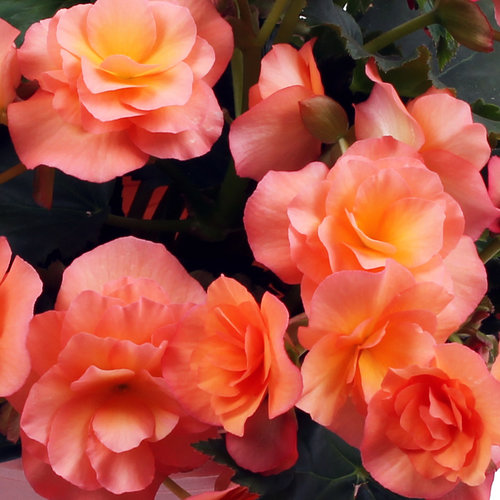 Begonia, Solenia Apricot