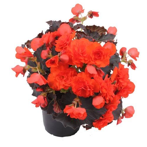 Begonia, Solenia Chocolate Orange