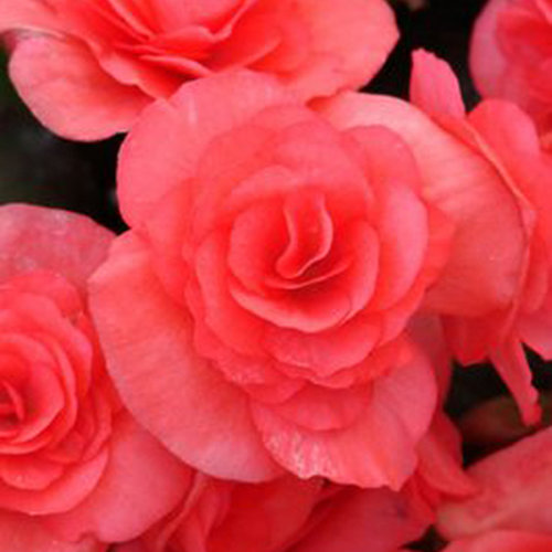 Begonia, Solenia Dark Pink