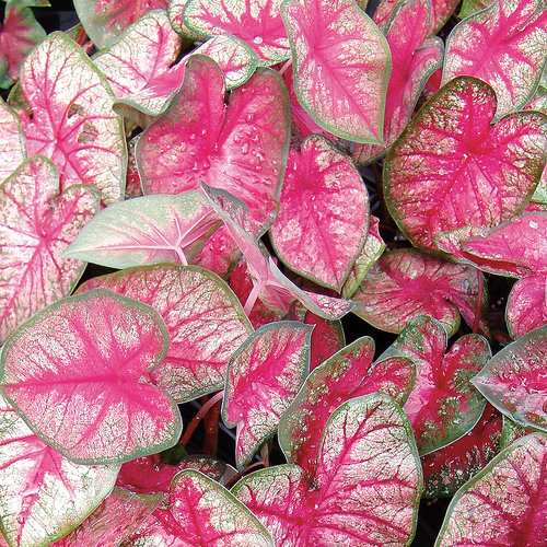 Caladium, Assorted