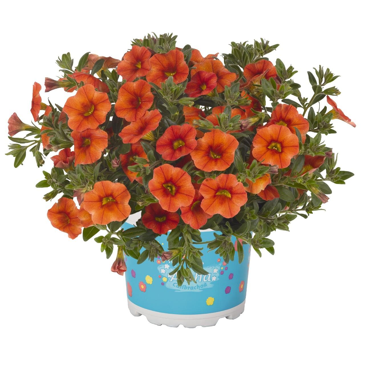 Calibrachoa, Aloha Kona Hot Orange