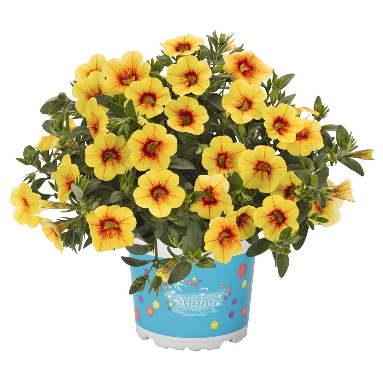 Calibrachoa, Aloha Kona Pineapple