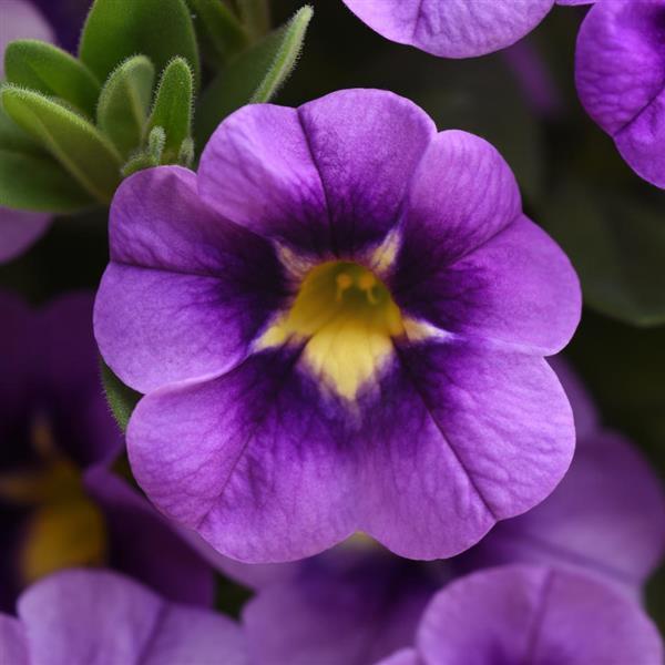 Calibrachoa, Bumble Bee Blue