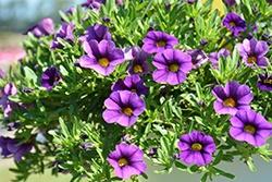 Calibrachoa, Calipetite Blue