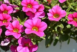 Calibrachoa, Calipetite Pink