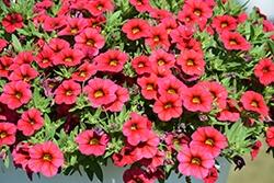 Calibrachoa, Calipetite Red