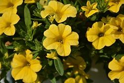 Calibrachoa, Calipetite Yellow