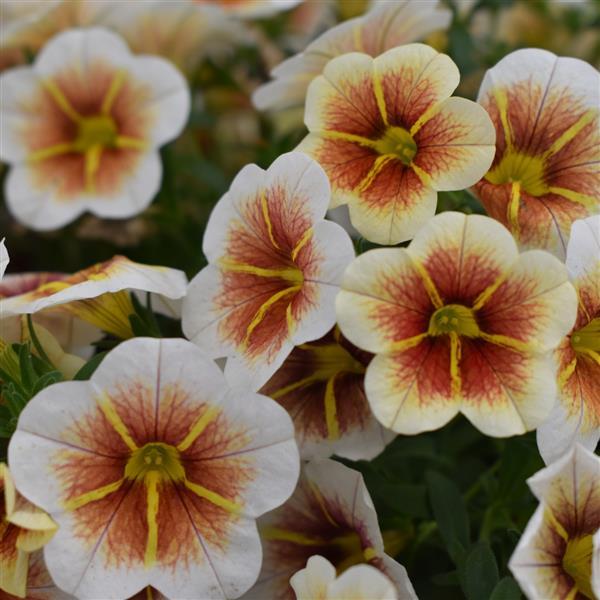 Calibrachoa, Calitastic Cappuccino