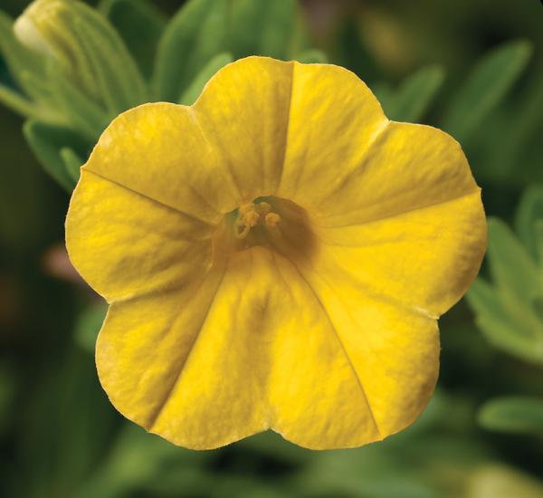 Calibrachoa, Callie Yellow