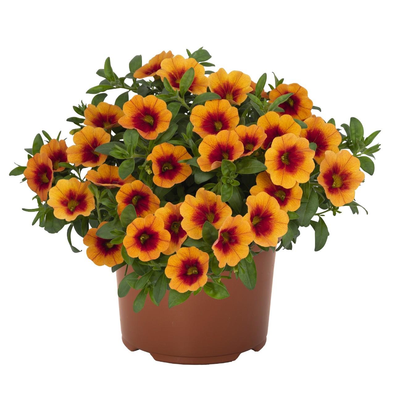 Calibrachoa, Hula Gold Medal