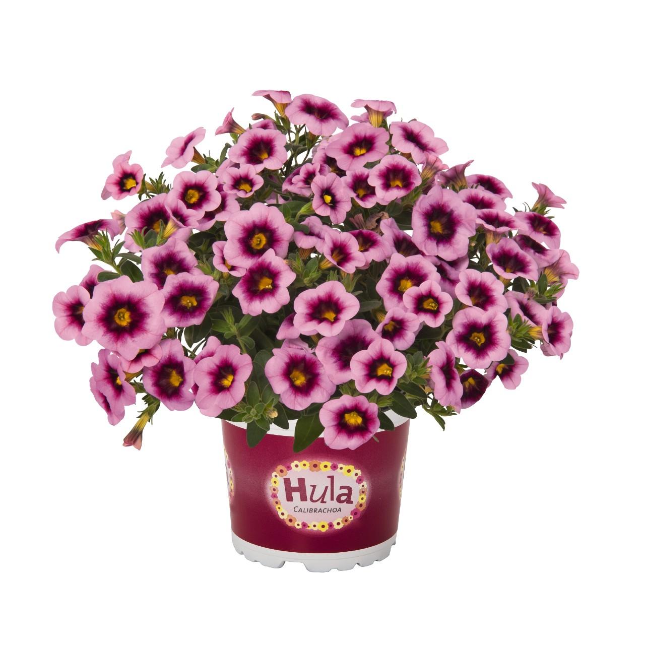 Calibrachoa, Hula Soft Pink