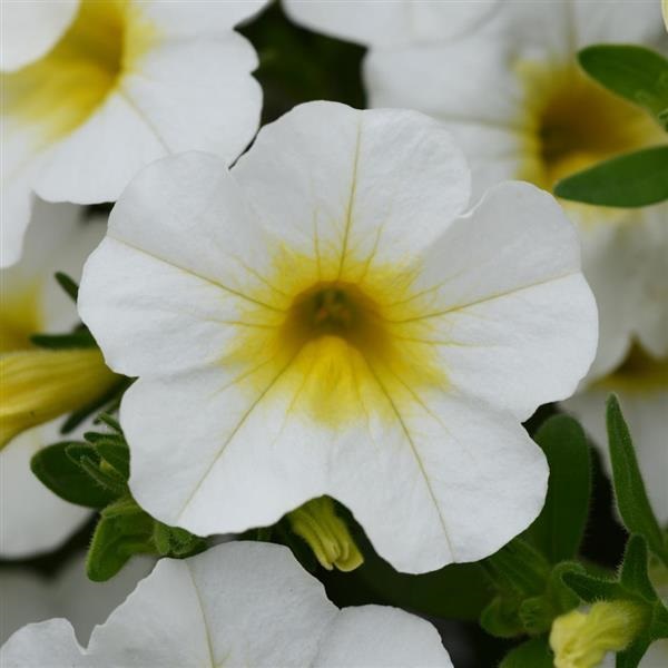 Calibrachoa, Mini Famous Neo White w/ Yellow