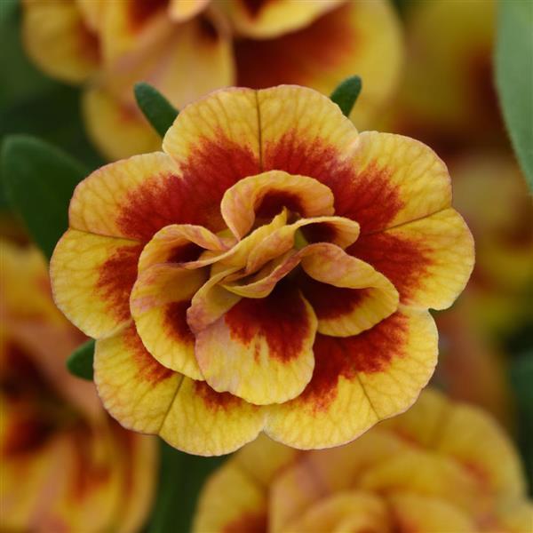 Calibrachoa, Mini Famous Neo Double Orangtastic