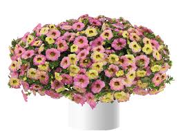 Calibrachoa, Ombre Pink