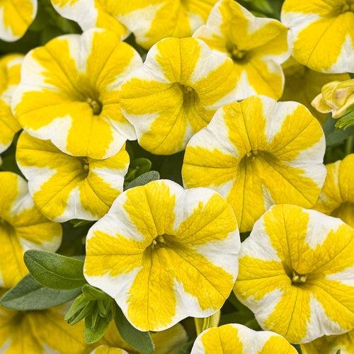 Calibrachoa, Superbells Lemon Slice