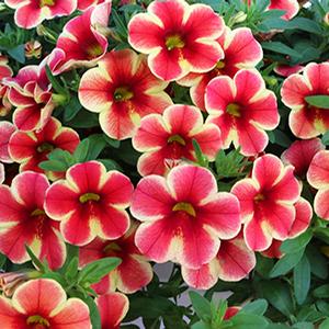 Calibrachoa, Volcano Sunset