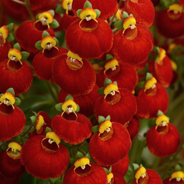 Calynopsis, Grandma's Purse Red