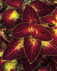 Coleus, Colorblaze Dipt In Wine 