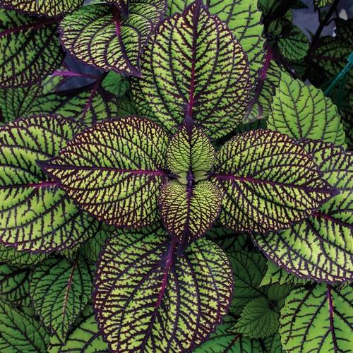 Coleus, Fishnet Stockings 