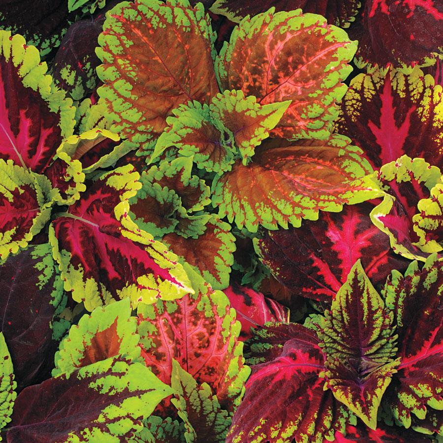 Coleus, Kong Assorted