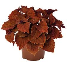 Coleus, Main Street Wall Street 