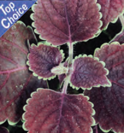 Coleus, Trailing Purple Heart