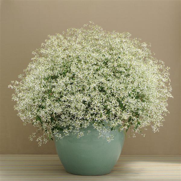 Euphorbia, Breathless White