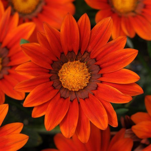 Gazania, Clear Orange 