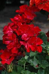 Geranium, Big Eeze Dark Red