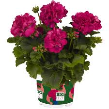 Geranium, Big Eeze Fuchsia Blue