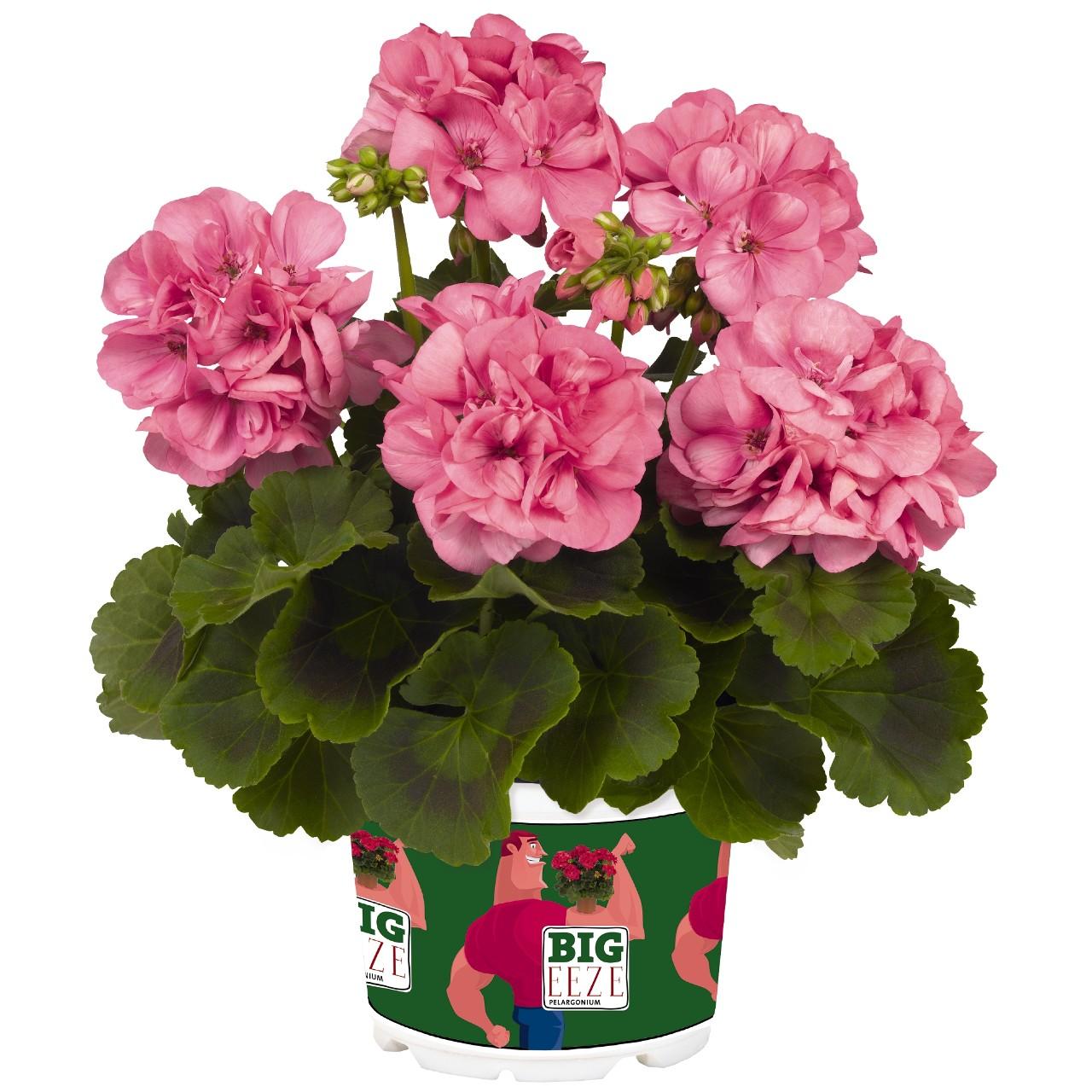 Geranium, Big Eeze Pink