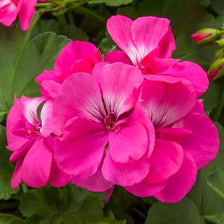 Geranium, Calliope Large Hot Pink