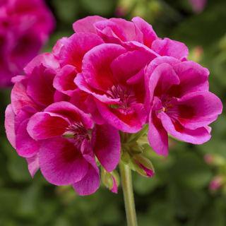 Geranium, Calliope Large Lavander Splash